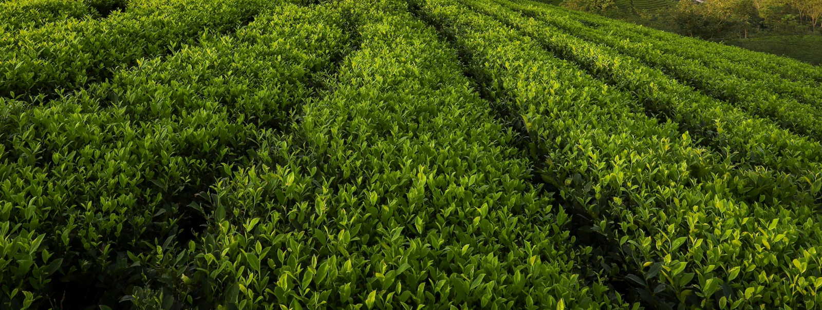 Resultado Brasil Neen no Campo